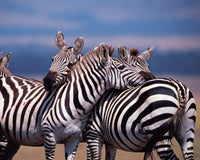 Group of Zebras in Masai Mara, Kenya Poster Print by Dee Ann Pederson