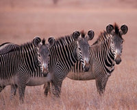 Grevy's Zebra poster print by Dee Ann Pederson, showcasing wildlife art in Masai Mara, Kenya.