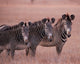 Grevy's Zebra poster print by Dee Ann Pederson, showcasing wildlife art in Masai Mara, Kenya.