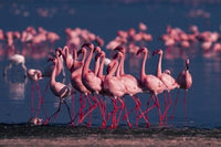 Lesser Flamingo Poster Print by Dee Ann Pederson showcasing vibrant colors and details.
