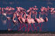Lesser Flamingo Poster Print by Dee Ann Pederson showcasing vibrant colors and details.