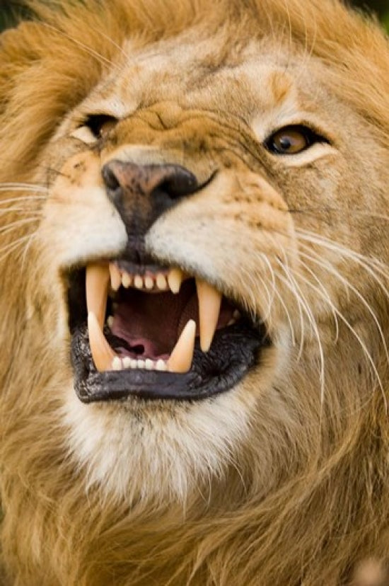 Majestic male lion bearing teeth in Masai Mara, poster print by Daniel Schreiber.