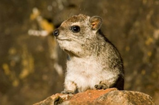 Hyrax Wildlife Poster Print in Samburuland, Kenya by Daniel Schreiber