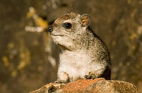 Hyrax Wildlife Poster Print in Samburuland, Kenya by Daniel Schreiber