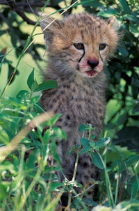 Cheetah Cub Poster Print from Masai Mara Game Reserve, Kenya by Gavriel Jecan