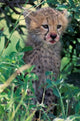 Cheetah Cub Poster Print from Masai Mara Game Reserve, Kenya by Gavriel Jecan