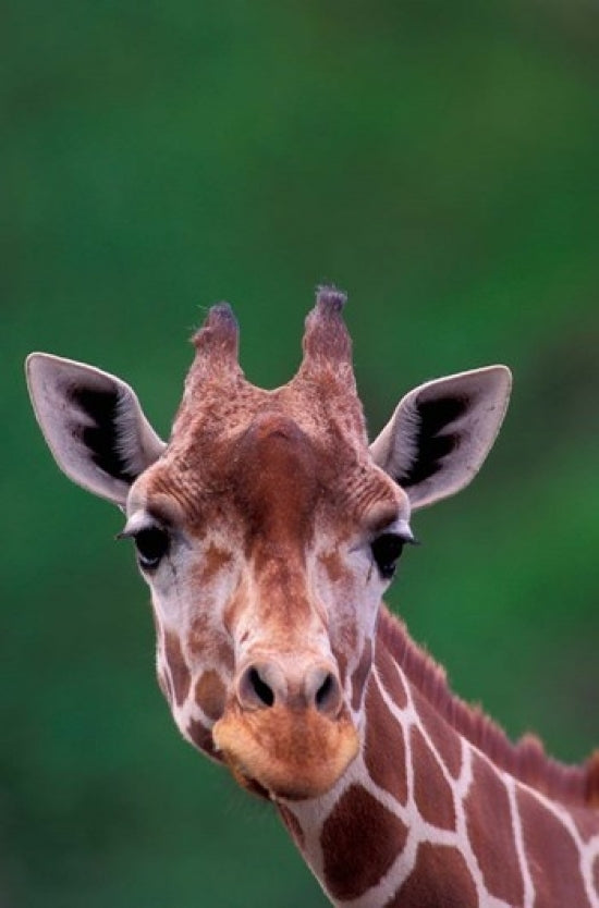 Reticulated Giraffe Poster Print by Gavriel Jecan featuring a stunning giraffe in Kenya.