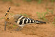 African Hoopoe Wildlife Poster Print by Joe & Mary Ann McDonald, showcasing vibrant colors and details.