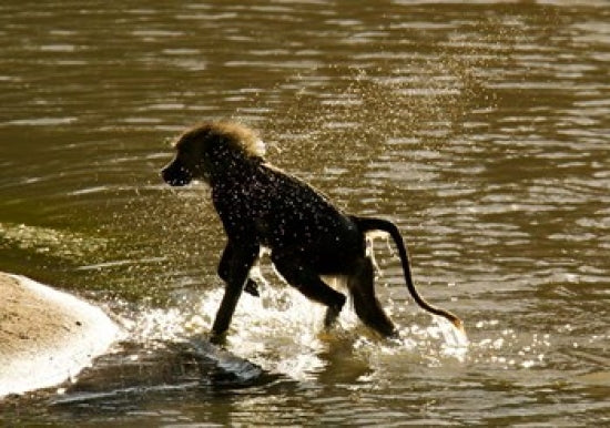 Olive Baboon Poster Print from Masai Mara, Kenya by Joe & Mary Ann McDonald