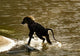 Olive Baboon Poster Print from Masai Mara, Kenya by Joe & Mary Ann McDonald