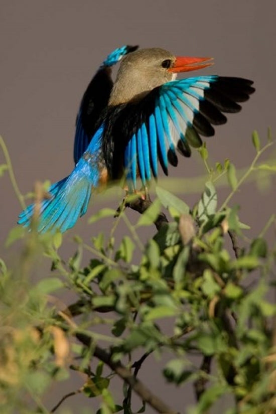 Grey-headed Kingfisher poster print by Joe & Mary Ann McDonald, Masai Mara, Kenya.