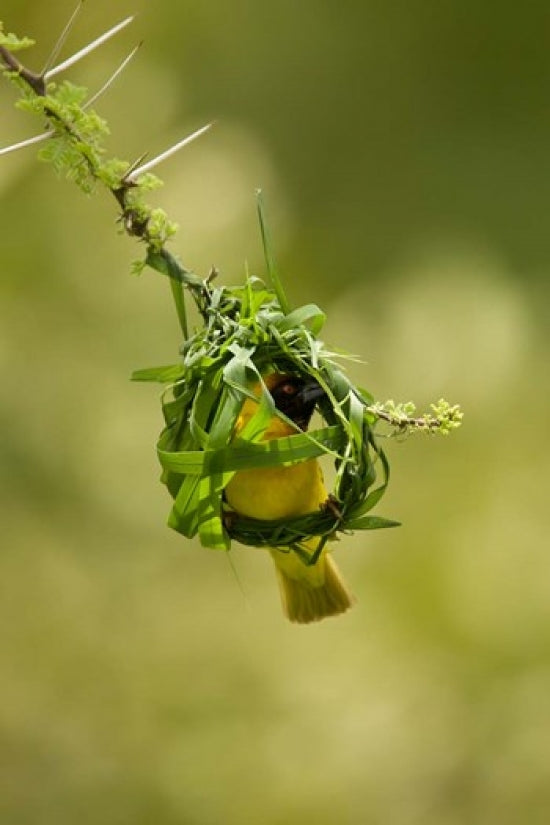 Vitelline Masked Weaver Poster Print by Joe & Mary Ann McDonald, showcasing vibrant colors and intricate details.