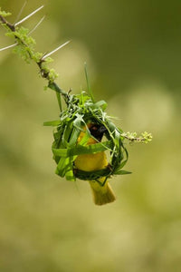 Vitelline Masked Weaver Poster Print by Joe & Mary Ann McDonald, showcasing vibrant colors and intricate details.