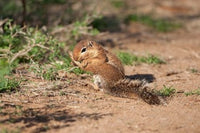 African Ground Squirrel Wildlife Poster Print by Joe & Mary Ann McDonald