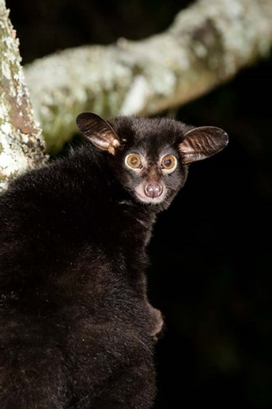 Galago Bushbaby primate poster print by Joe & Mary Ann McDonald, showcasing wildlife in Masai Mara, Kenya.