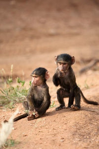 Olive Baboon primates in Masai Mara, Kenya Poster Print by Joe & Mary Ann McDonald