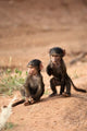 Olive Baboon primates in Masai Mara, Kenya Poster Print by Joe & Mary Ann McDonald