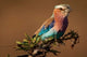 Lilac-breasted Roller poster print showcasing vibrant colors and exquisite detail.