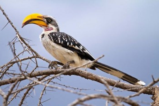 Yellow-billed Hornbill perched in tree at Samburu Game Reserve, Kenya.