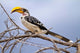 Yellow-billed Hornbill perched in tree at Samburu Game Reserve, Kenya.