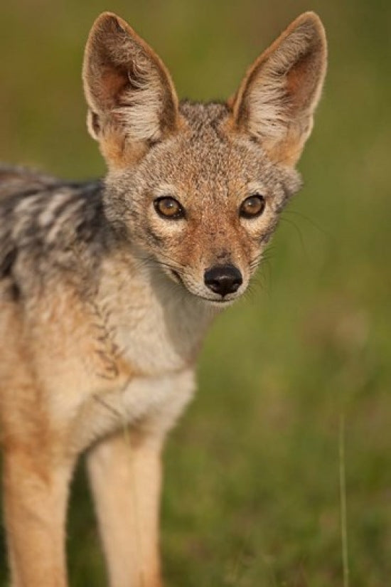 Black-backed Jackal Poster Print showcasing wildlife photography by Joe & Mary Ann McDonald
