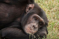Common Chimpanzee Poster Print from Sweetwater Conservancy, Kenya by Joe & Mary Ann McDonald