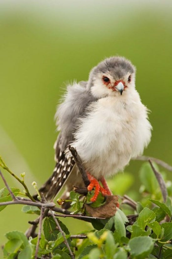 Pygmy Falcon Poster Print from Samburu Game Reserve, Kenya by Joe & Mary Ann McDonald
