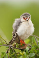 Pygmy Falcon Poster Print from Samburu Game Reserve, Kenya by Joe & Mary Ann McDonald
