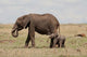 African Elephant With Baby in Maasai Mara Game Reserve Poster Print