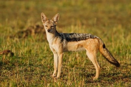 Black-backed Jackal Poster Print from Maasai Mara Wildlife Reserve, Kenya by Jagdeep Rajput