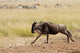 Blue Wildebeest running in Maasai Mara Wildlife Reserve poster print by Jagdeep Rajput.