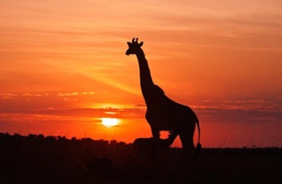 Giraffe suckling young one poster print from Maasai Mara Wildlife Reserve, Kenya