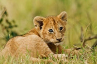 Lion cub in the bush poster print by Jagdeep Rajput, Maasai Mara Wildlife Reserve, Kenya.