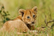 Lion cub in the bush poster print by Jagdeep Rajput, Maasai Mara Wildlife Reserve, Kenya.