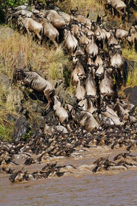 Wildebeest crossing the Mara River poster print by Jagdeep Rajput