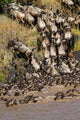 Wildebeest crossing the Mara River poster print by Jagdeep Rajput