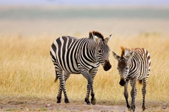 Zebra and Juvenile Zebra on the Maasai Mara poster print by Joe Restuccia III