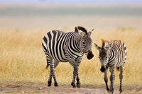 Zebra and Juvenile Zebra on the Maasai Mara poster print by Joe Restuccia III