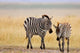 Zebra and Juvenile Zebra on the Maasai Mara poster print by Joe Restuccia III