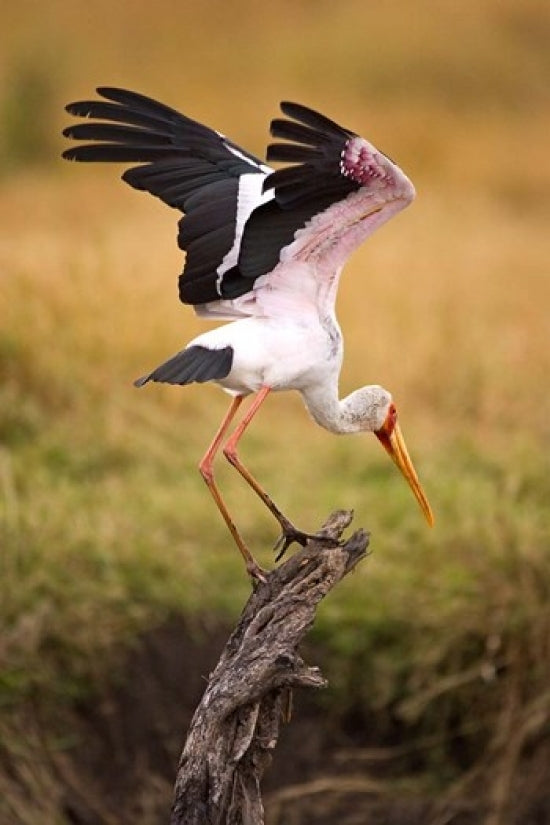 Yellow-Billed Stork Ready for Flight Fine Art Print by Joe Restuccia III