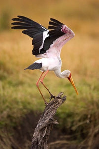 Yellow-Billed Stork Ready for Flight Fine Art Print by Joe Restuccia III