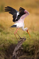 Yellow-Billed Stork Ready for Flight Fine Art Print by Joe Restuccia III