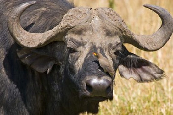 Cape Buffalo with a Yellow-Billed Oxpecker poster print showcasing wildlife in Kenya.