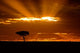 Sunrise over Maasai Mara, Kenya Poster Print by Joe Restuccia III