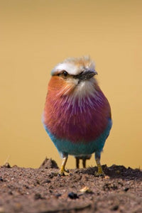 Lilac-Breasted Roller Bird Poster Print by Joe Restuccia III, vibrant bird art from Maasai Mara, Kenya.