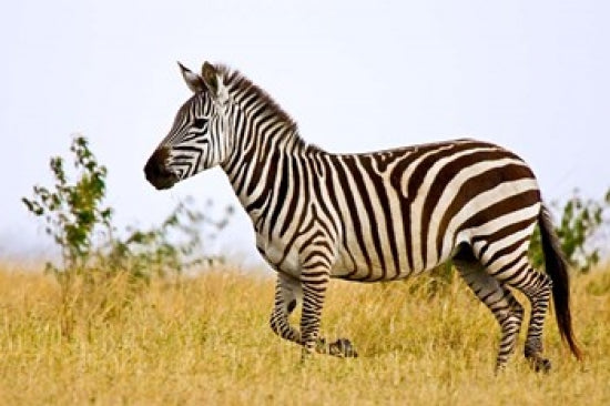 Zebras Herding in The Fields, Maasai Mara, Kenya Poster Print by Joe Restuccia III