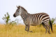 Zebras Herding in The Fields, Maasai Mara, Kenya Poster Print by Joe Restuccia III
