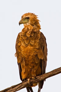 Tawny Eagle perched on a branch above the Maasai Mara in Kenya poster print.