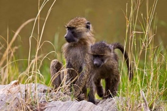 Baboons in the bush in Maasai Mara, Kenya - Poster Print by Joe Restuccia III.