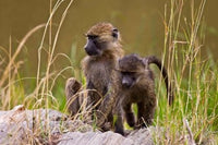 Baboons in the bush in Maasai Mara, Kenya - Poster Print by Joe Restuccia III.
